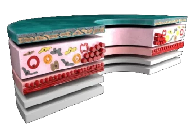 Cornea and retina visualization