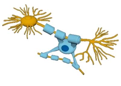 Virtual eye dissection