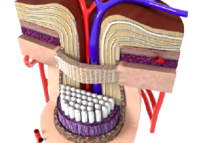 3D eye anatomy simulation