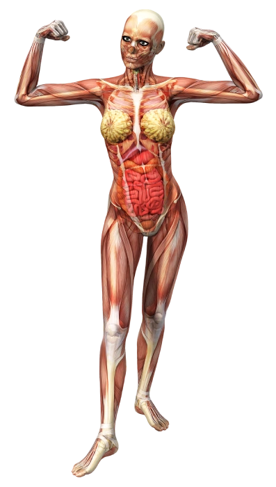 anatomy-2901127_1920 hire blockchain developer